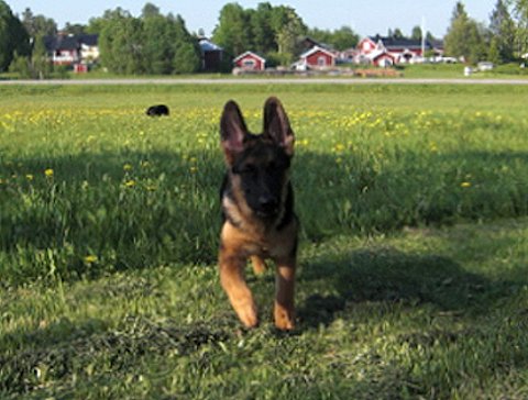 sarkas1